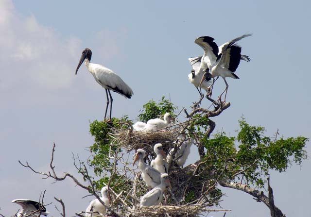 wood_stork_18