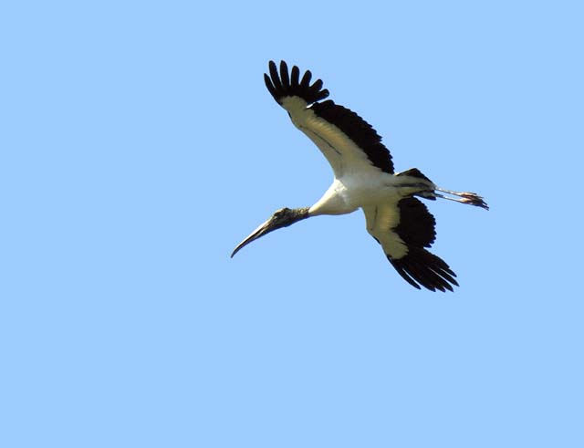 wood_stork_19