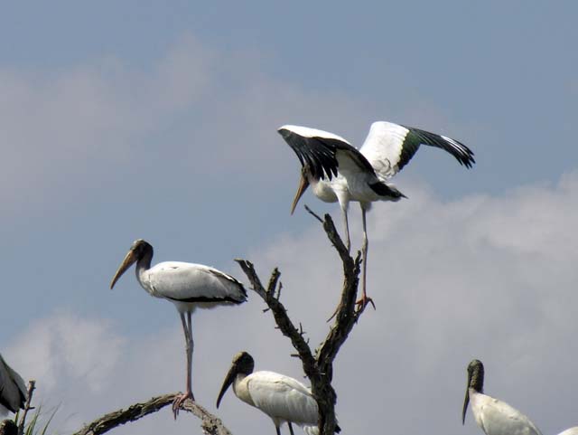 wood_stork_20