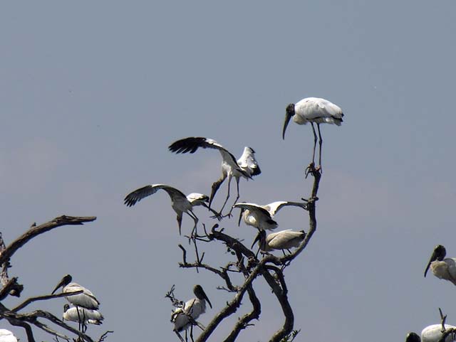 wood_stork_21