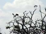 wood_stork_03