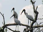 wood_stork_05