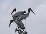 wood_stork_07