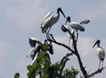 wood_stork_08