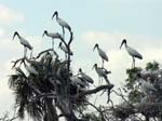 wood_stork_09