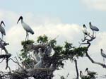 wood_stork_10