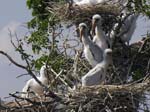 wood_stork_11