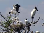 wood_stork_13