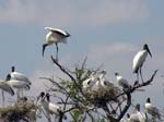wood_stork_14