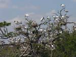 wood_stork_15