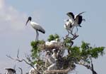 wood_stork_18