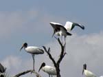 wood_stork_20