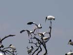 wood_stork_21