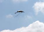 wood_stork_22