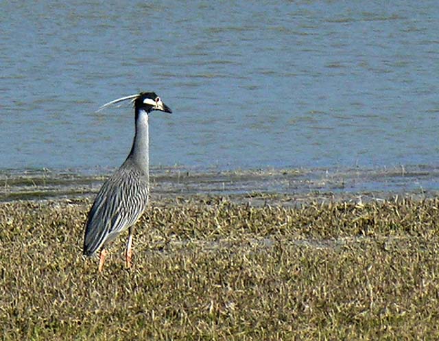 yellow-crowneed_night_heron_1