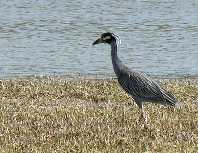 yellow-crowneed_night_heron_2