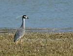 yellow-crowneed_night_heron_1