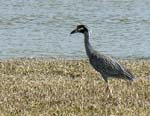 yellow-crowneed_night_heron_2