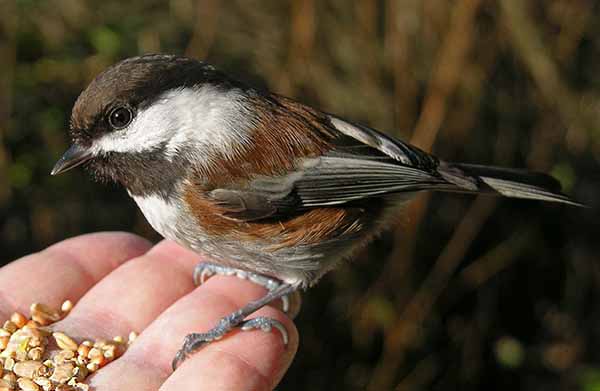 chickadee