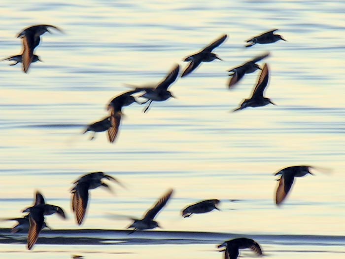 shorebirds_sunset_05