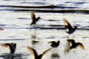 shorebirds_sunset_10