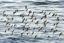 shorebirds_sunset_17
