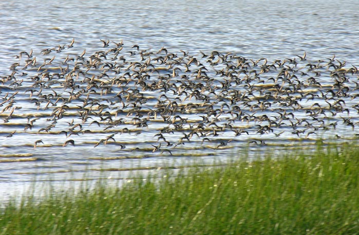 shorebirds_flocks_05