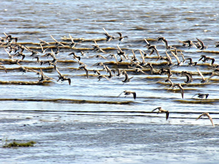 shorebirds_flocks_06