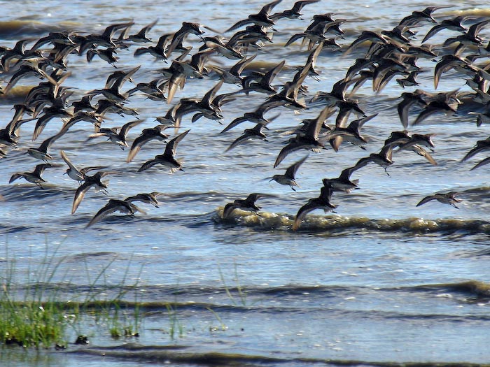 shorebirds_flocks_09
