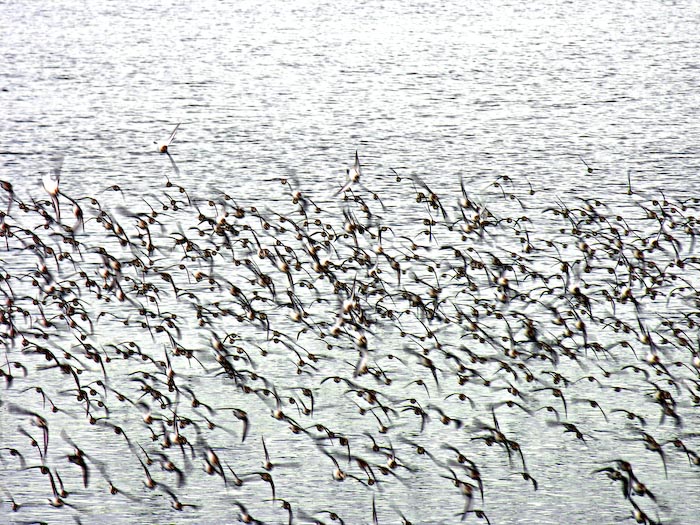 shorebirds_flocks_17