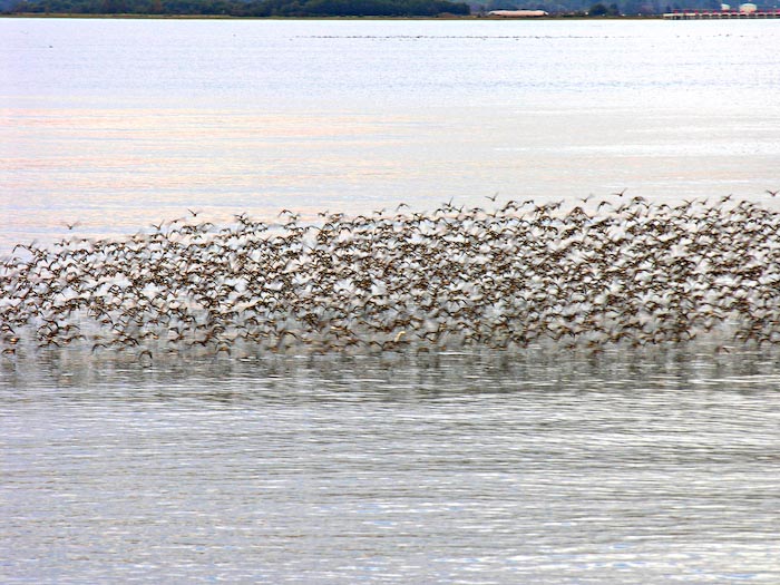 shorebirds_flocks_22