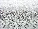 shorebirds_flocks_17