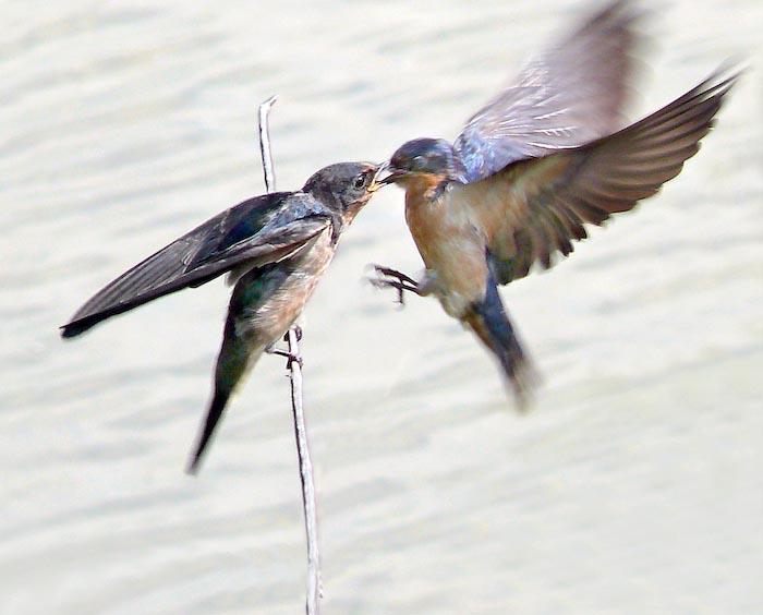 swallows_01