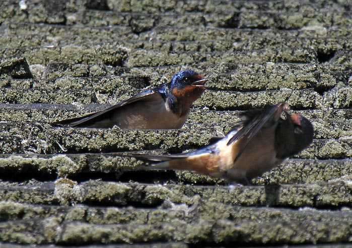 swallows_03