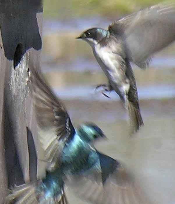swallows_04