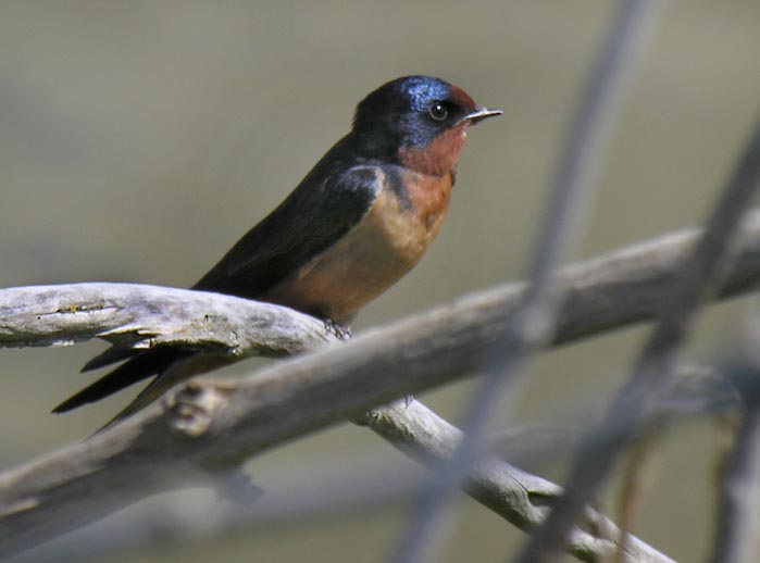 swallows_10