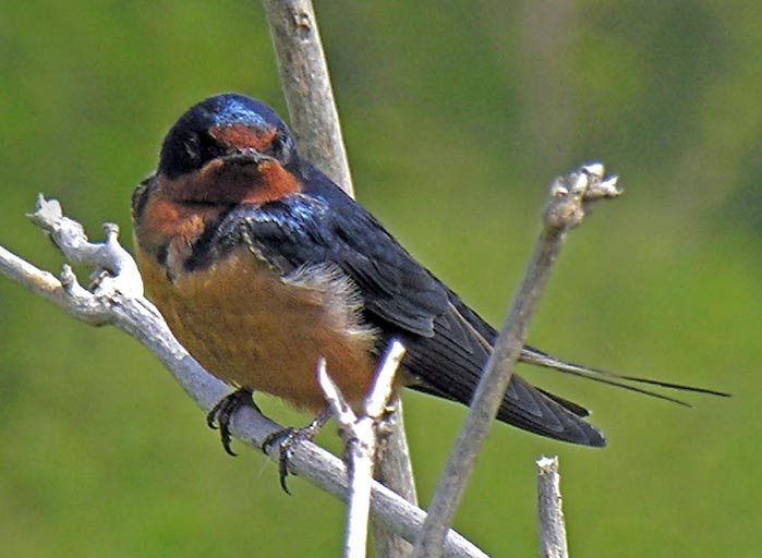 swallows_12