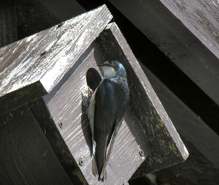 swallows_13