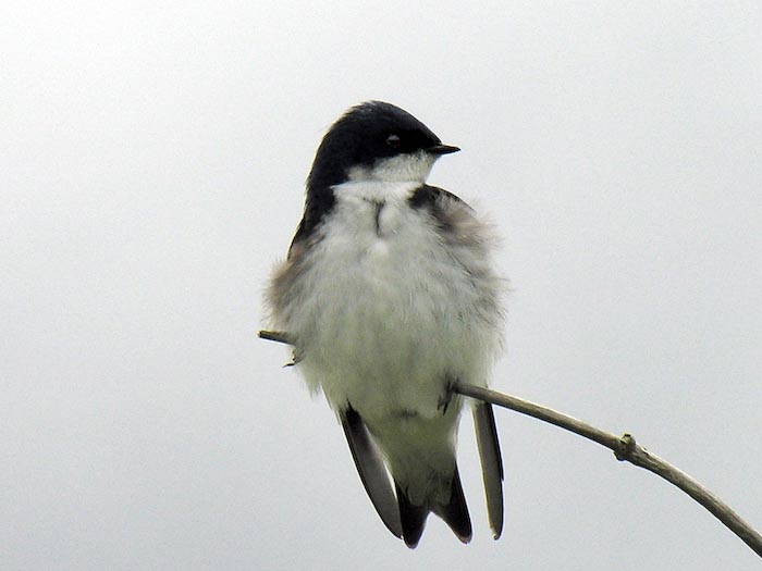 swallows_16