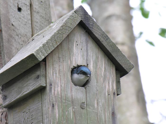 swallows_17