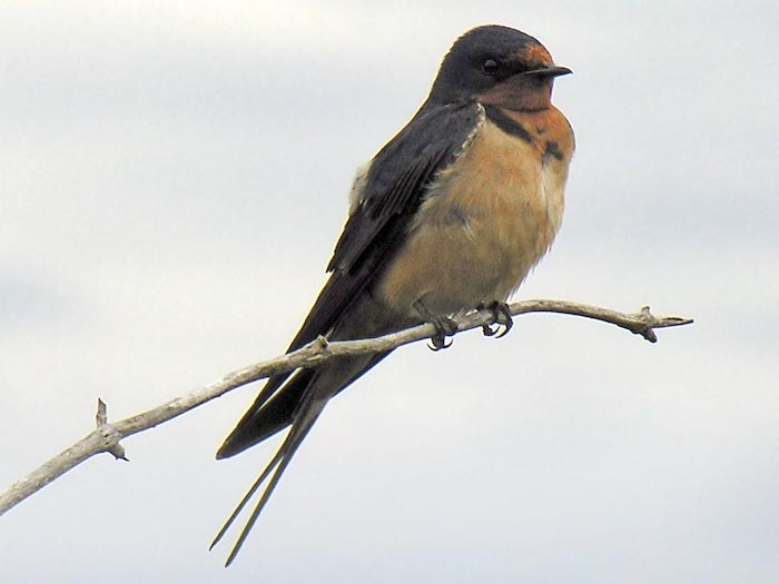 swallows_19