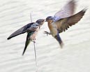 swallows_01