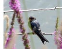 swallows_05