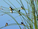 swallows_21