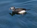 long_tailed_10