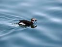 long_tailed_12