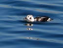 long_tailed_15